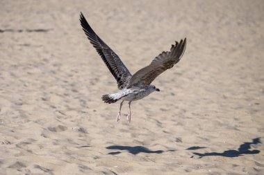 Bir martı güneşli kumlu bir sahilden havalanıyor. Kanatları açık arazide zarif bir şekilde yükseliyor..
