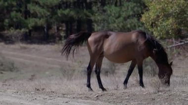 Bulgaristan 'ın dağlarındaki ormanın yakınında yürüyen ve otlayan atlar