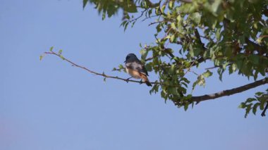 Küçük kırmızı bir kuş ağaç dalına tünedi ve sonra uçtu.