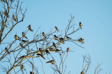 Küçük bir ahır kırlangıcı sürüsü, açık mavi gökyüzüne karşı bir ağacın çıplak, ince dalları arasında tüneyip uçarken görülür..