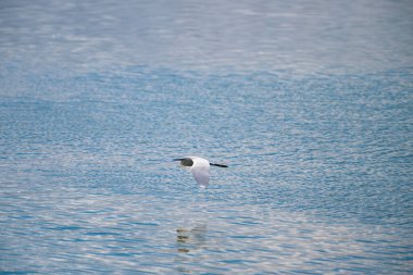 Zarif büyük balıkçıl, sakin dalgalı suyun üzerinde süzülür.