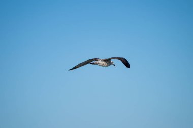  Kanatları olan bir martı canlı mavi gökyüzünde süzülür.,