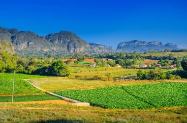 Küba, kırsal, Küba tütün çiftlik Vinales vadide. UNESCO mirası