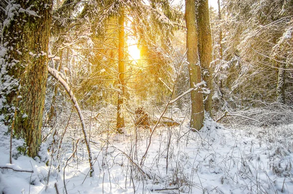 Piękny Zimowy Las Zima Krajobraz — Zdjęcie stockowe