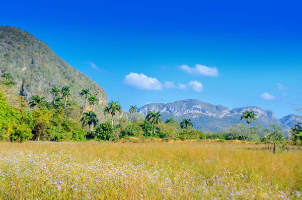 Vinales Valley Cuba Countryside Unesco Heritage — Stock Photo, Image