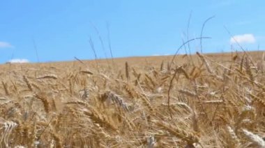 mavi gökyüzü altında olgun buğday sonsuz alan