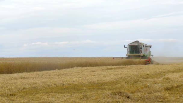 Sklízecí Komr shromažďuje pšenici v kopcích u moře. Potravinářský průmysl.