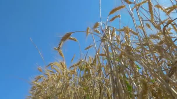 Orelhas Maduras Trigo Contra Céu Azul — Vídeo de Stock