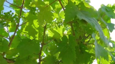 Üzüm çiftliği. Yeşillik üzümler yakın plan..