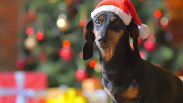 Rolig Hund Jultomten Hatt Bakgrunden Festlig Julgran — Stockvideo