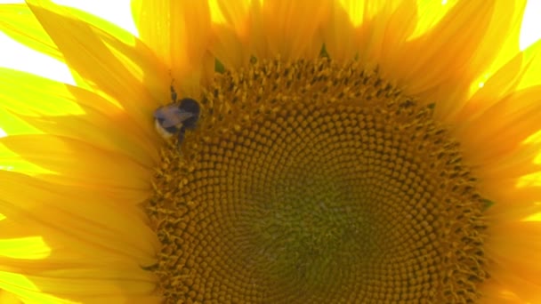 Blízková Střela Včelího Pylu Slunečnice — Stock video