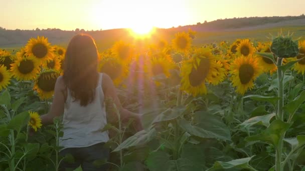 Gelukkig Meisje Bewondert Een Veld Van Zonnebloemen Een Prachtige Zonsondergang — Stockvideo