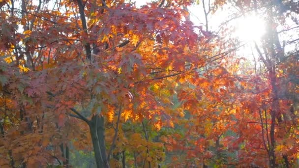 Piękny Park Jesień Zachód Jasne Kolory Jesieni — Wideo stockowe