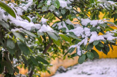Hava, ağaçlar parlak yeşil yapraklarda ilk kar düştü