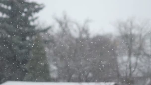Havas Időjárás Lassan Esik Gyönyörű Téli Hópelyhek — Stock videók