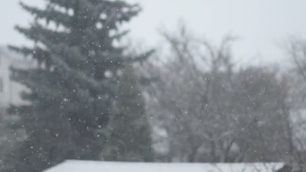 Χιονισμένο Καιρός Σιγά Σιγά Πέφτει Χιόνι Όμορφο Χειμώνα — Αρχείο Βίντεο