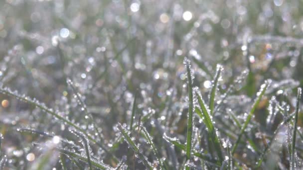 Vinter Närbild Gräs Frost Täcks Fältet Solig Dag — Stockvideo