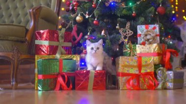 Komik kedi yavrusu hediye Noel ağacının altında yakınındaki çalış