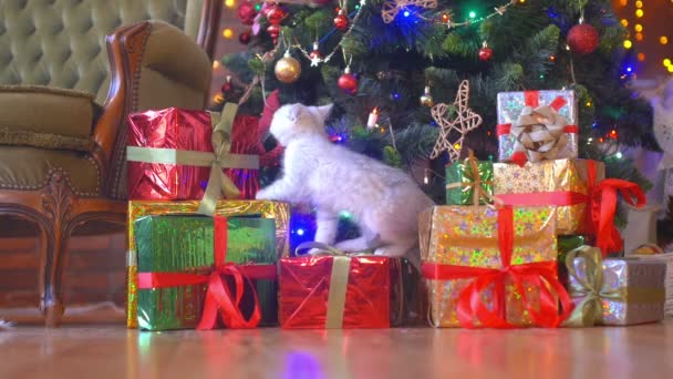 Divertido Gatito Escalando Popodarkam Bajo Árbol Navidad — Vídeo de stock