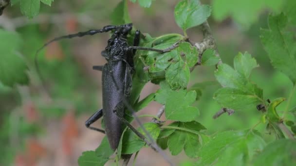 Escarabajo Grande Cerca Sienta Sobre Las Hojas Verdes Árbol Cerambycidae — Vídeo de stock