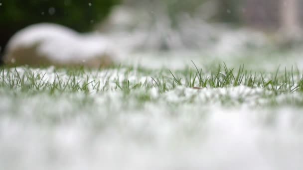 Hermosa Nieve Que Cae Bosque Cubierto Nieve Invierno — Vídeo de stock