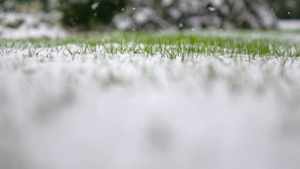 Hermosa Nieve Cae Sobre Hierba Verde Caída Copos Nieve — Vídeo de stock