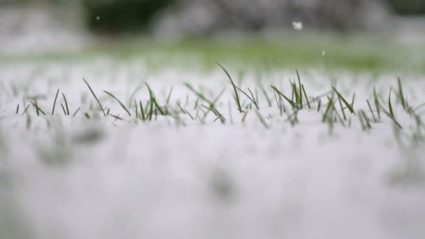 Invierno Primer Plano Primera Nieve Cae Sobre Hierba Verde Caída — Vídeo de stock