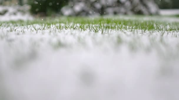 最初の雪は緑の草の上に落ち 雪の結晶が落ちる — ストック動画