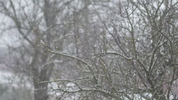 Vackra Fallande Snö Mot Bakgrund Parkträd Slowmotion — Stockvideo