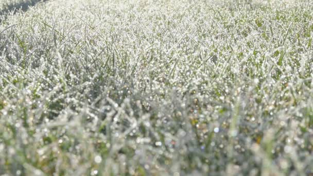 Winter Nahaufnahme Gras Auf Einem Frostbedeckten Feld Einem Strahlend Sonnigen — Stockvideo