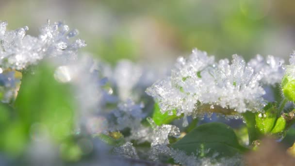 Vinter Närbild Växter Täckt Med Iskristaller Frost — Stockvideo