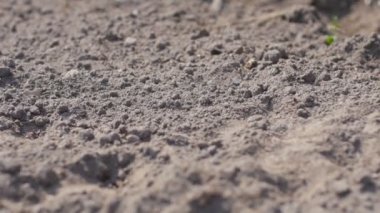 Kadın çiftçi sebze ekiyor, çiftlikte çalışıyor.