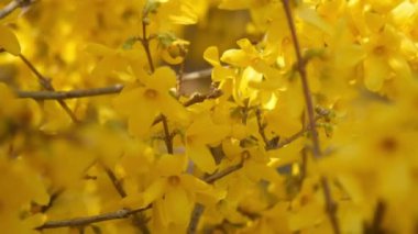 parkta parlak doymuş sarı bahar çiçekleri