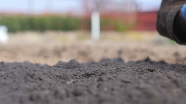 Una Mujer Con Guantes Está Plantando Verduras Trabajando Una Granja — Vídeos de Stock