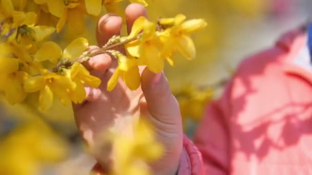 Ręce Dzieci Delikatnie Dotykać Świeżych Liści Krzewie — Wideo stockowe