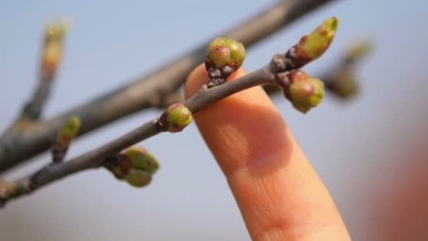 Children Hands Gently Touch Fresh Shoots Branch — Stock Video