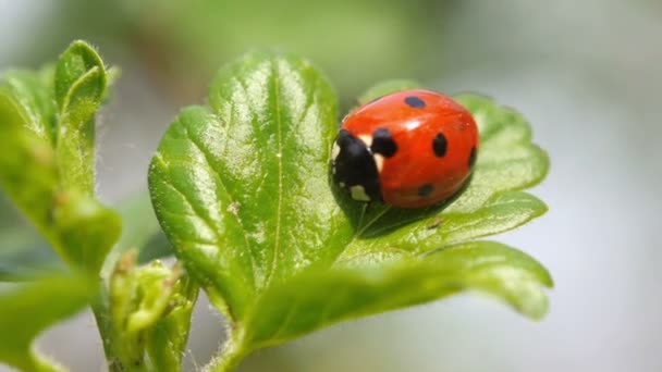 Marienkäfer Auf Grünem Blatt — Stockvideo