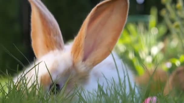 Nahaufnahme Schönes Kleines Kaninchen Das Garten Ruht — Stockvideo