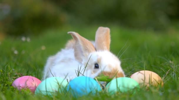 Niedliches Kleines Kaninchen Das Auf Dem Gras Neben Den Ostereiern — Stockvideo