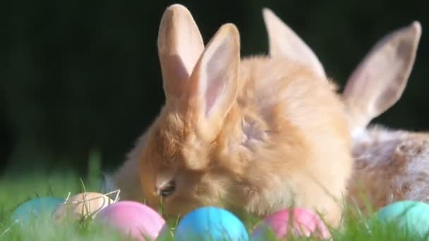 Malý Roztomilý Králík Který Sedí Trávě Velikonocích Sváteční Symbol — Stock video