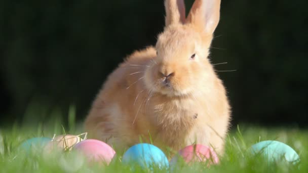 イースターエッグの近くの草の上に座っているかわいい小さなウサギ お祝いのシンボル — ストック動画