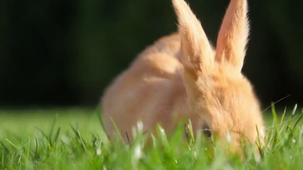 Schönes Kleines Kaninchen Das Garten Ruht — Stockvideo