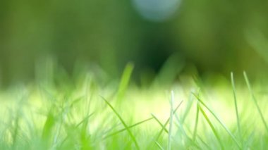 güzel yeşil çim arka plan