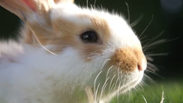 美丽的小兔子坐在阳光明媚的草地上 — 图库视频影像