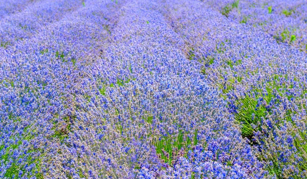 Campo Flor Lavanda Día Soleado Ricos Colores Provenza Francia —  Fotos de Stock