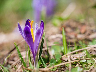 Dağlarda bir açıklıkta Crocus