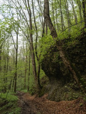 Yağmur ormanındaki kaya