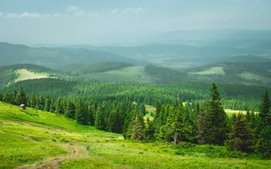 Dağlardaki yeşil orman