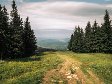 Ağaçlar arasında bir dağ manzarası