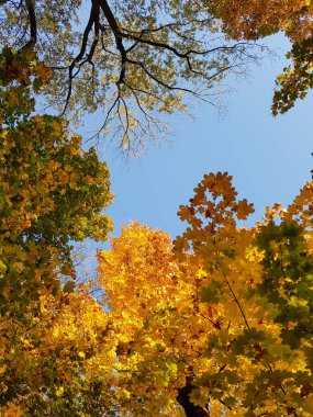 Gökyüzüne sonbahar bakışı